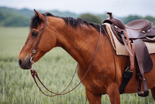 Portrait eines Westernpferdes in der Mittagshitze