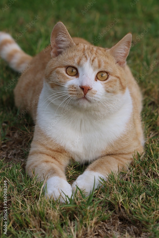 Ginger Cat, also called Tabby Cat, on the lawn.