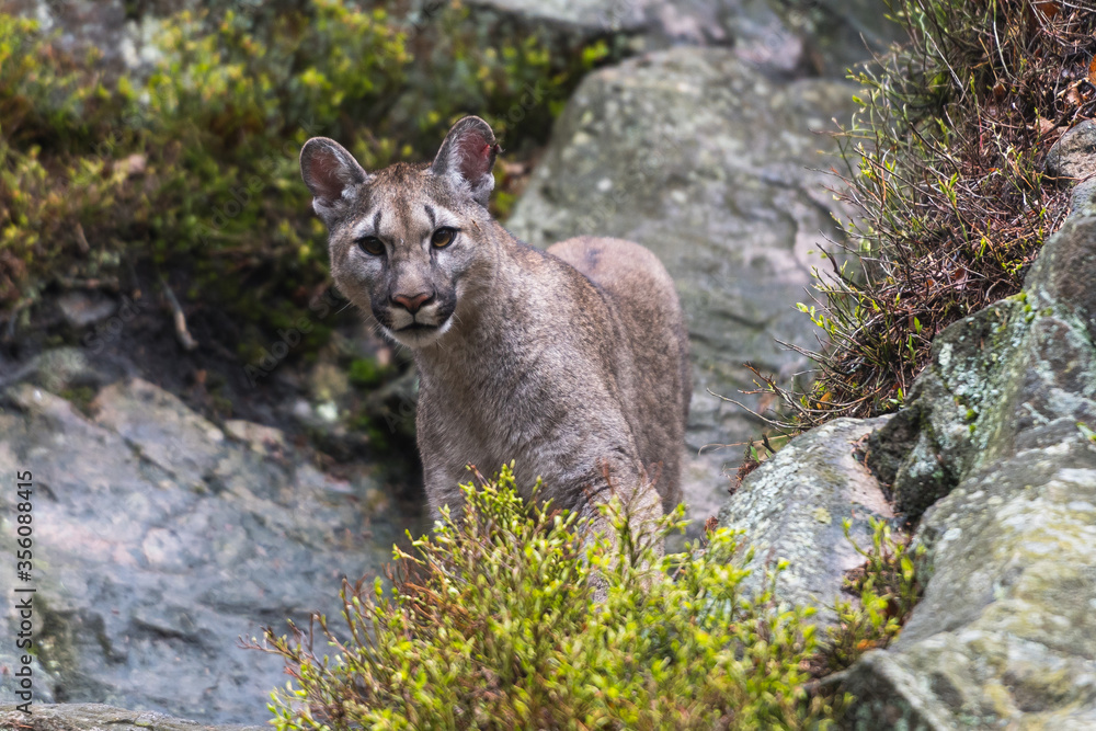 Cougar (Puma concolor), also commonly known as the mountain lion, puma, panther, or catamount. is the greatest of any large wild terrestrial mammal in the western hemisphere. Cougar (Puma concolor), also commonly known as the mountain lion, puma, panther, or catamount. is the greatest of any large wild terrestrial mammal in the western hemisphere.