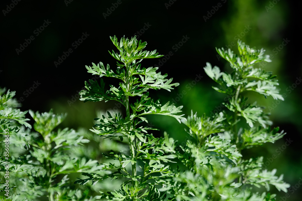 Close up of fresh green leaves of Artemisia absinthium (wormwood, grand wormwood, absinthe or absinthium), in a garden in a sunny spring day background photographed with soft focus. Close up of fresh green leaves of Artemisia absinthium (wormwood, grand wormwood, absinthe or absinthium), in a garden in a sunny spring day background photographed with soft focus.