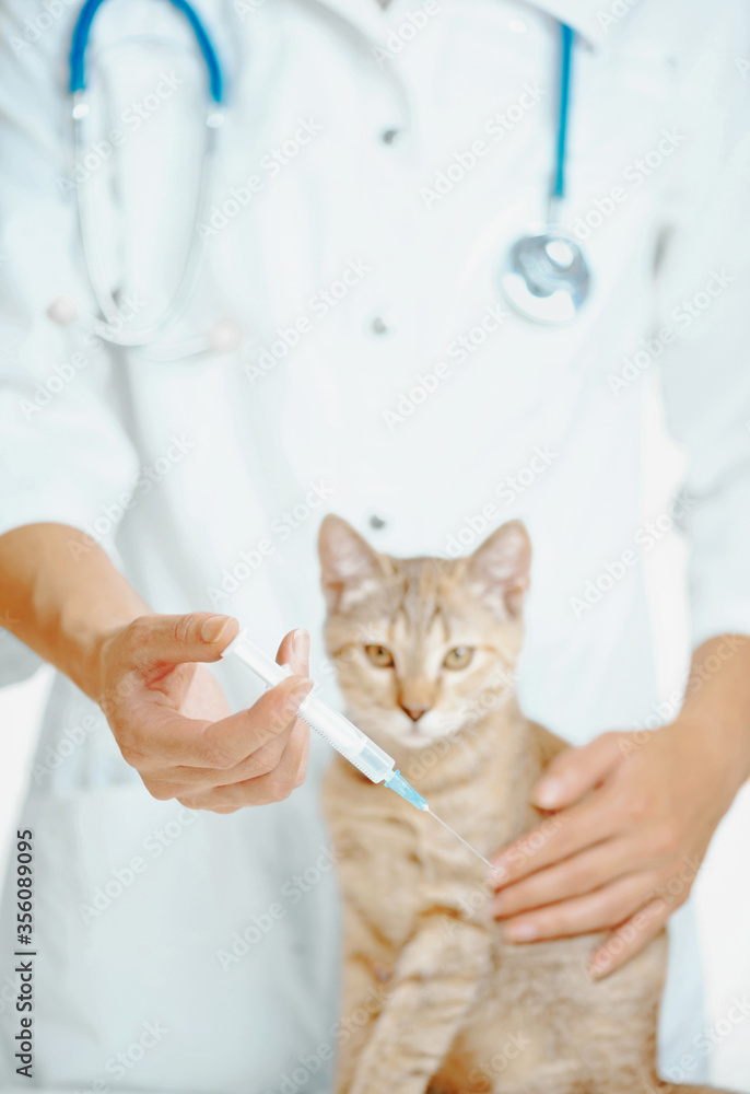 Unrecognizable doctor veterinarian holding syringe with vaccine to injection for a cat, focus on hand with syringe. Unrecognizable doctor veterinarian holding syringe with vaccine to injection for a cat, focus on hand with syringe.