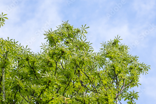 Branch with many fresh large chestnut green leaves towards cloudy sky in a garden in a sunny spring day, beautiful outdoor floral background.