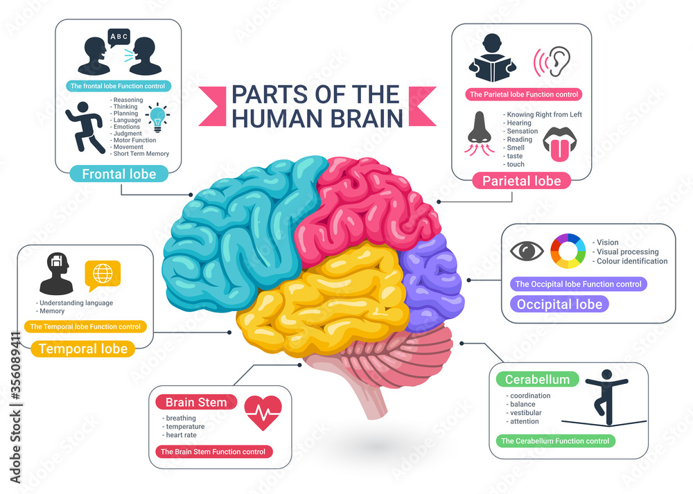 Functional areas of the human brain diagram vector illustrations. Stock