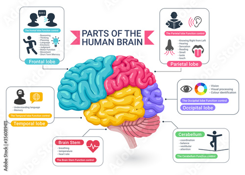 Functional areas of the human brain diagram vector illustrations. photo