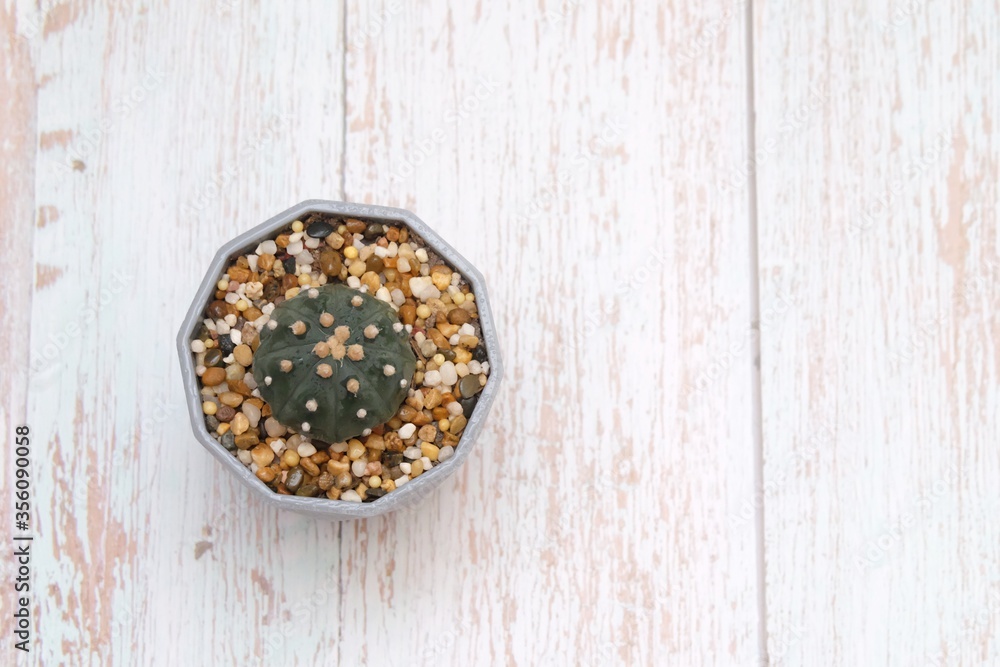 Top view of a Echinopsis cactus flower growing in a flower pot on white wooden background with copy space Top view of a Echinopsis cactus flower growing in a flower pot on white wooden background with copy space