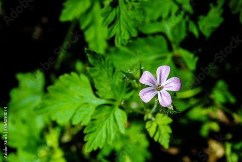 Purple flower and green leaves