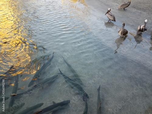 pelicans and birds and tarpon fish in La Guancha in Ponce, Puerto Rico photo