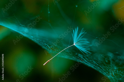a dandelion umbrella entangled in a spider's web