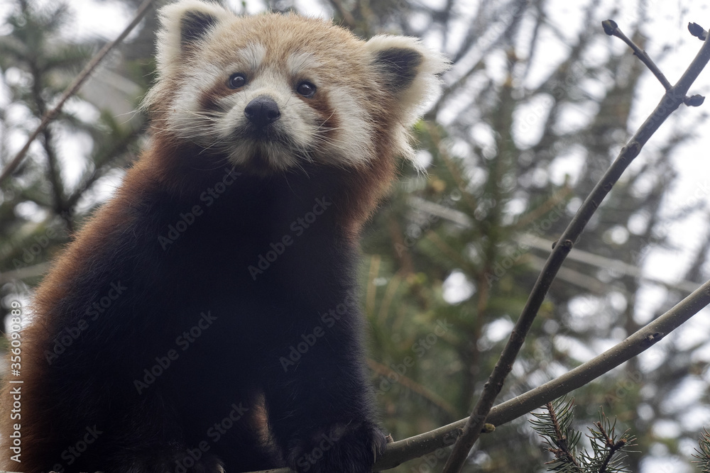 Naklejka premium A red panda, Ailurus fulgens, sits on a tree and observes the surroundings