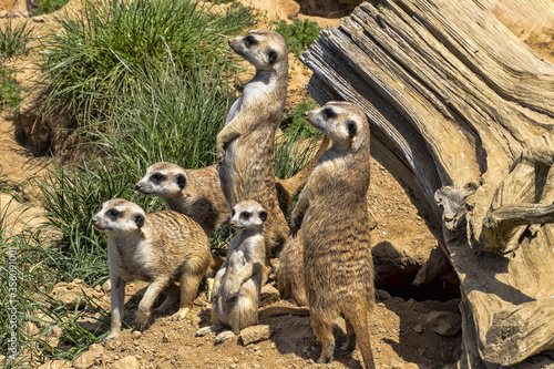The Meerkat family, Suricata suricatta, looking for food with its young