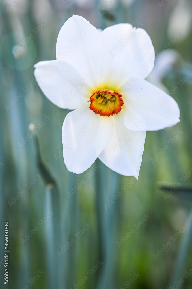 Beautiful back lit narcissus poeticus flower close up - Pheasants Eye Daffodil Beautiful back lit narcissus poeticus flower close up - Pheasants Eye Daffodil