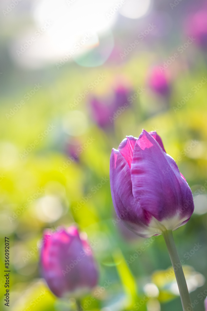 beautiful purple tulip flowers field back lit in spring sunlight beautiful purple tulip flowers field back lit in spring sunlight