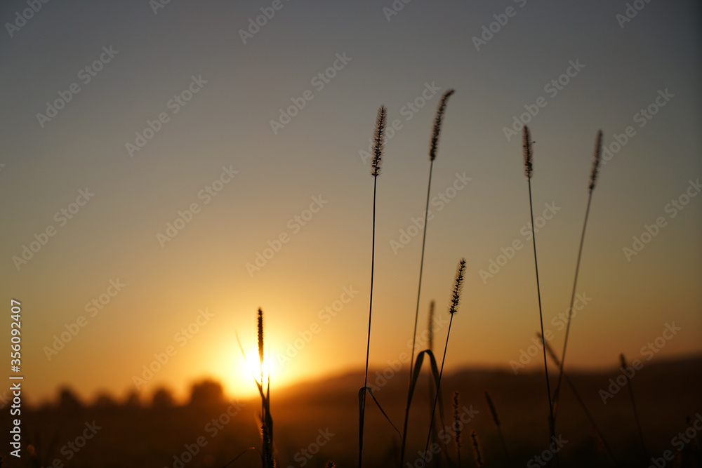 sunset in the field