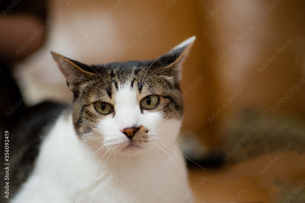 じっと見る猫 キジトラ猫 キジトラ白 Stock Photo Adobe Stock じっと見る猫 キジトラ猫 キジトラ白 Stock Photo Adobe Stock