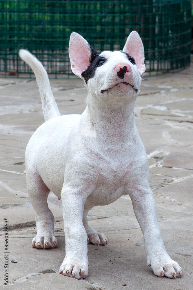 Funny little puppy of bull terrier breed, of white color with black spots on the nose and eyes. Playful dog attentively watch something. Outdoor, happiness and love emotions.