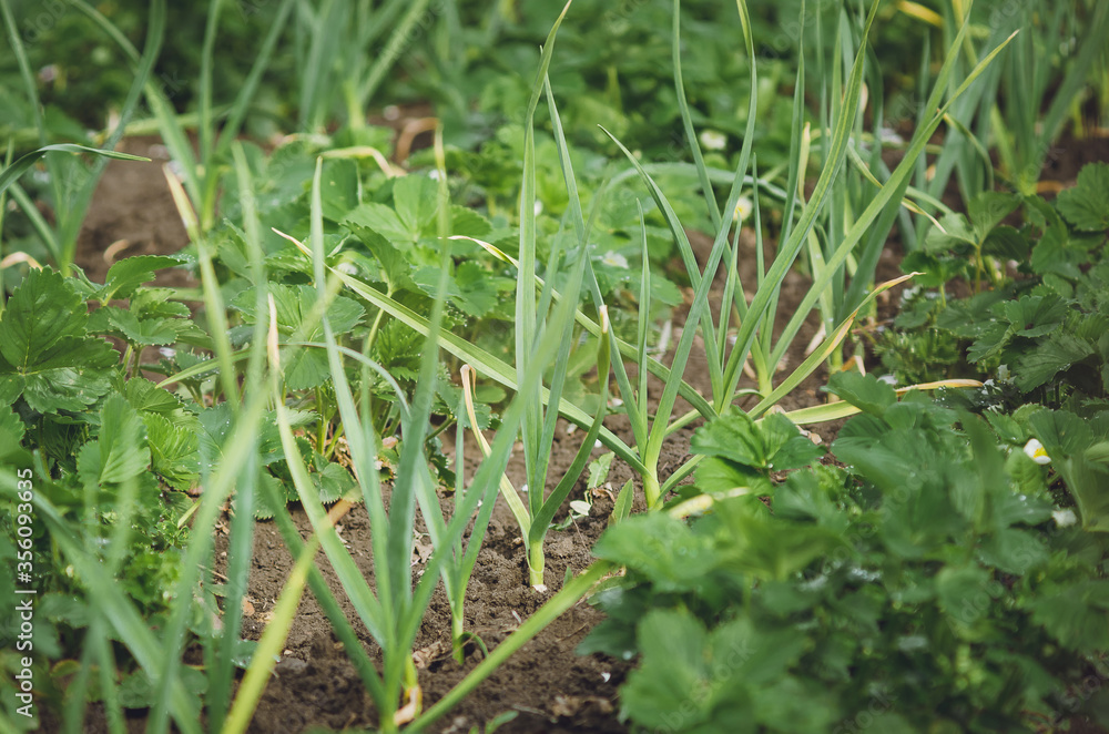 Green garlic grows in the garden.