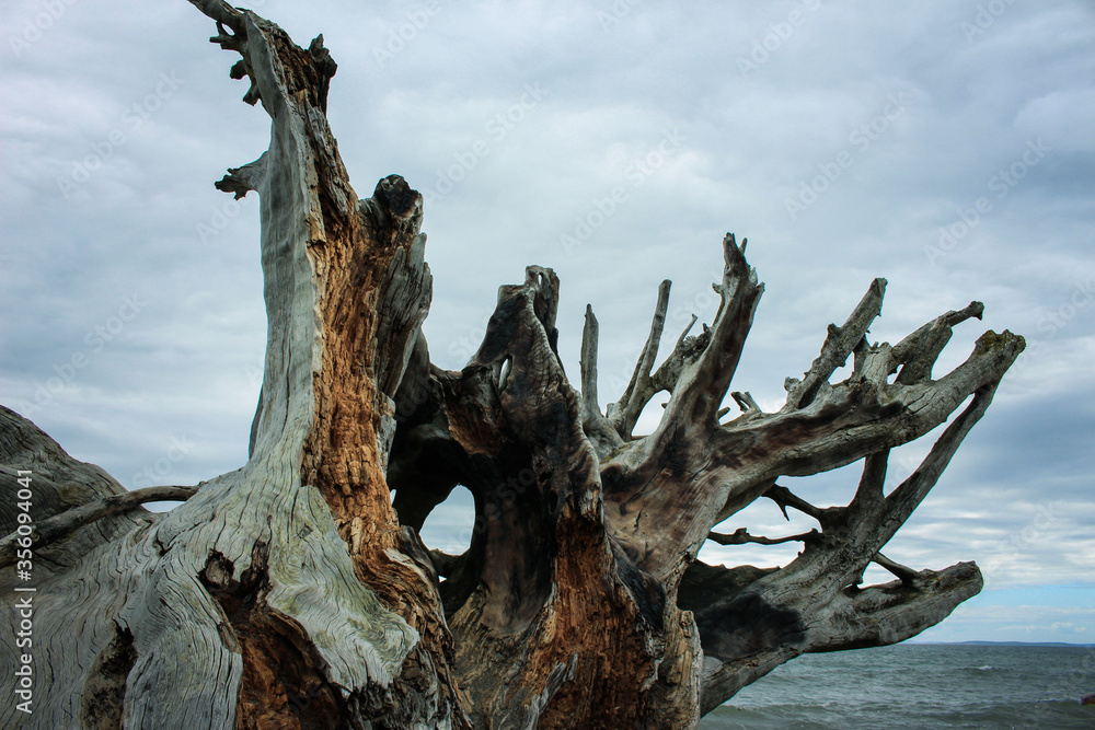 Driftwood