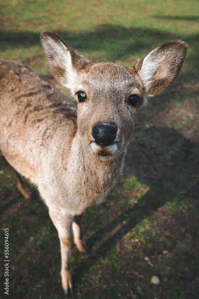 portrait of a deer at nara portrait of a deer at nara