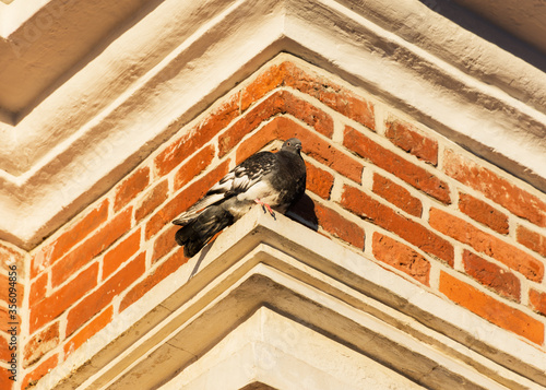 Pigeon on a brick wall background view from below. Orange brick pattern. Architectural element of the facade. Old building. Portrait of a bird in soft focus.