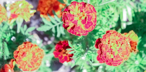 Beautiful red-orange flowers in a city park in the summer.