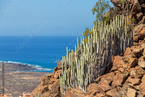Euphorbia on rocky slopes of volcanic Tenerife