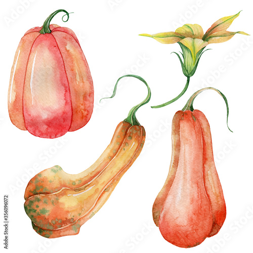 Hand drawn watercolor set of realistic botanical pumpkins