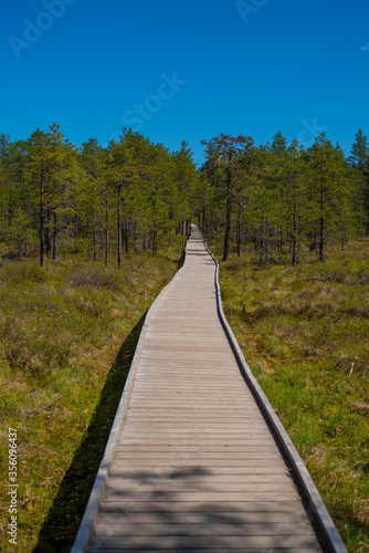 The landscape around pathway of Viru bog, one of the most accessible bogs in Estonia, Located in Lahemaa National Park. Selective focus