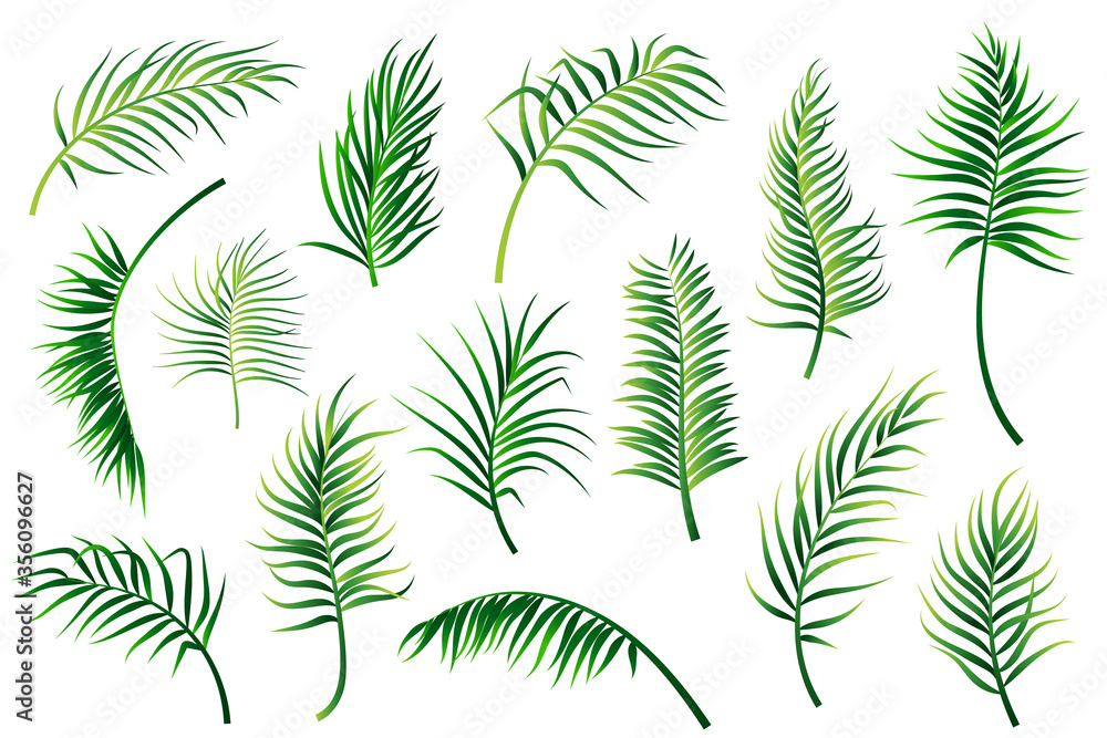 Palm leaves set isolated on white background. Vector illustration