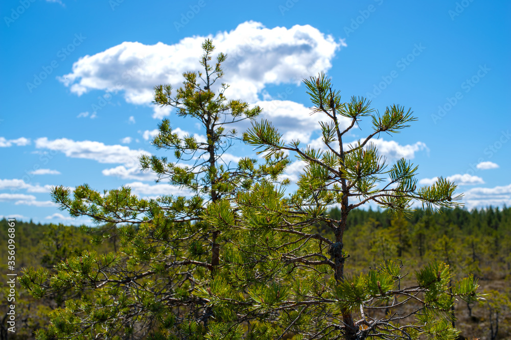 background, baltic, beautiful, blue, bog, country, dry, ecological, ecosystem, environment, estonia, europe, forest, grass, green, hiking, lahemaa national park, landscape, national, national park, na