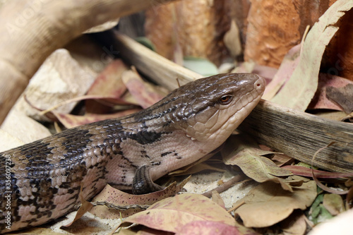 Portrait of a blue-tongued skink in a reptile house