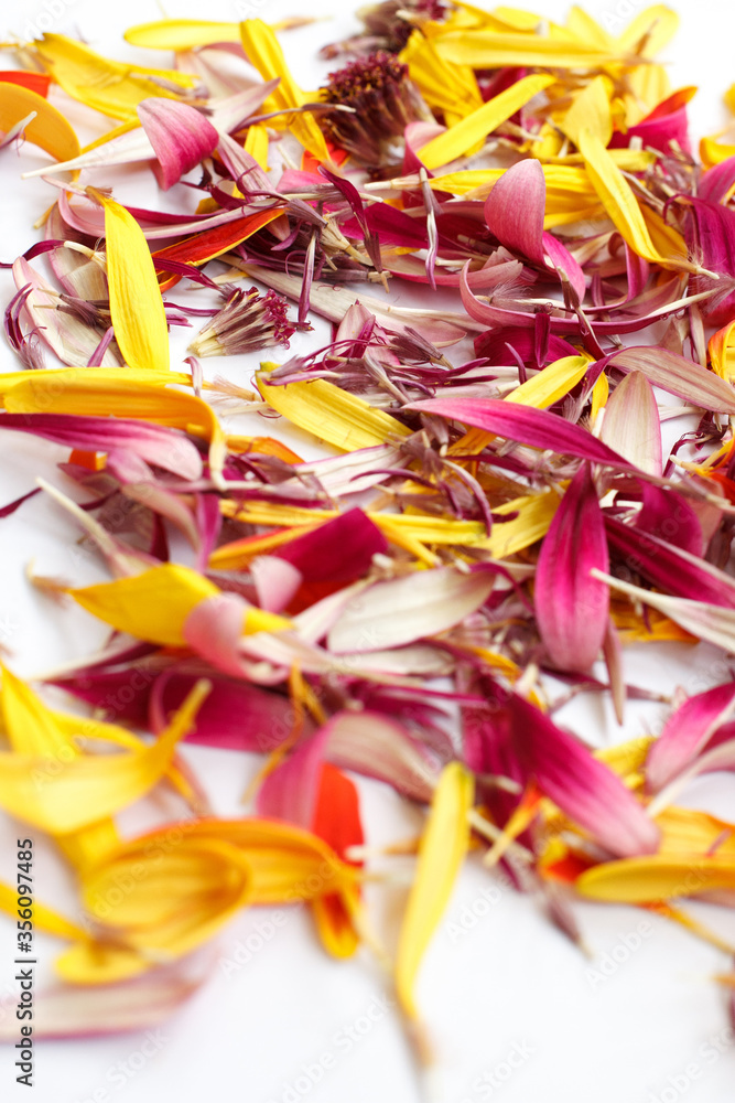 Fototapeta premium multicolored faded gerbera petals on a white background