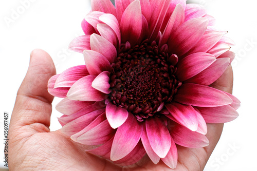 purple gerbera in a woman's hand on a white background, isolated