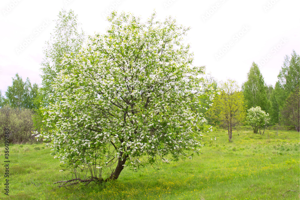Blooming white bird cherry tree