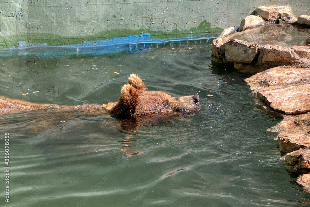 Obraz premium Brown bear takes a bath in a tub in a zoo