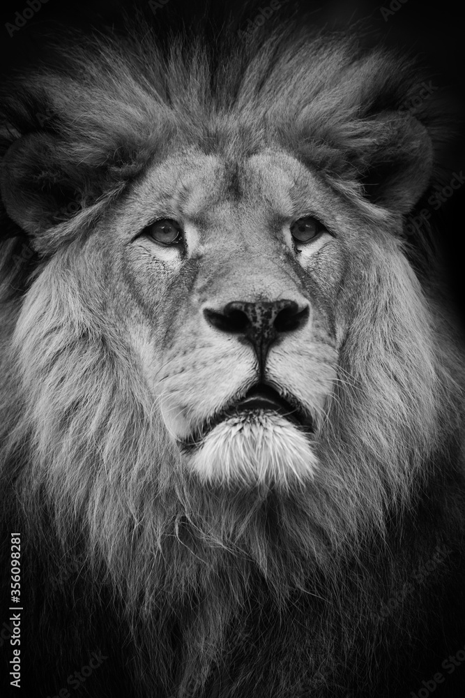 Black and white portrait lion