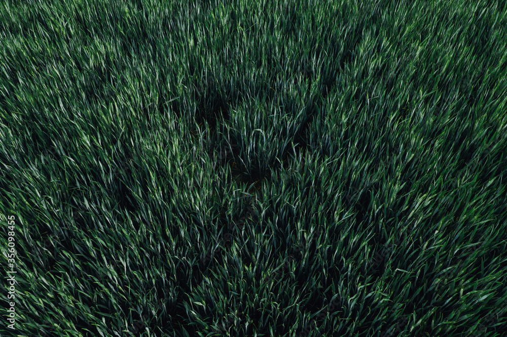 Green wheat field, high angle view aerial photography - obrazy, fototapety, plakaty 