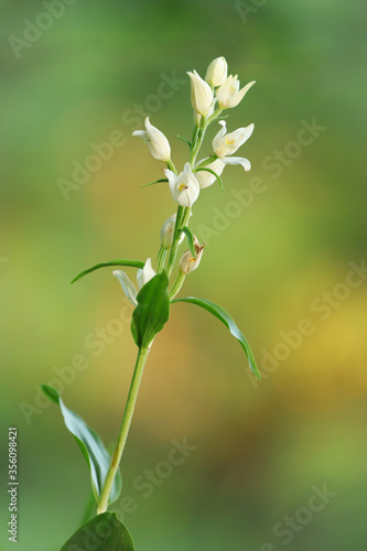 Wallpaper Mural One simple flower in nature. Torontodigital.ca
