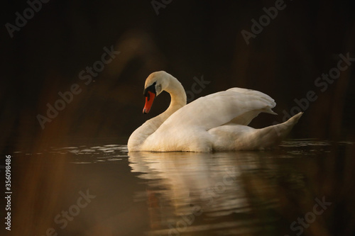 Fototapeta Naklejka Na Ścianę i Meble -  White swan on lake in the evening
