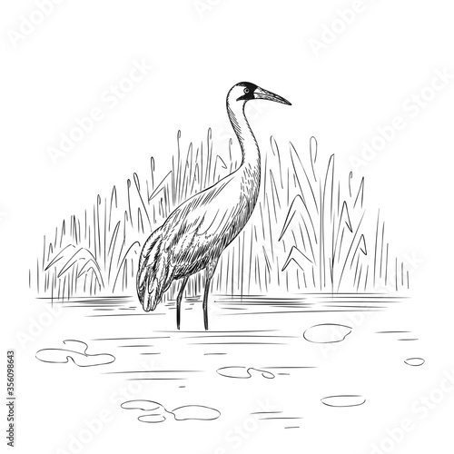 Εκτύπωση καμβά Whooping Crane in wild nature sketch