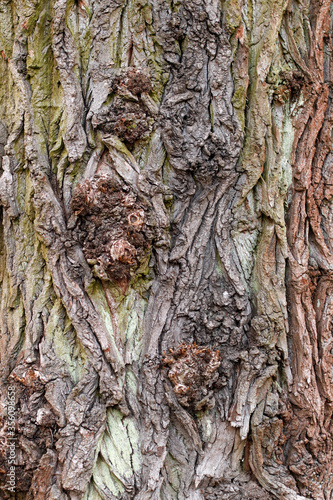 Closeup of texture structure background of a tree bark