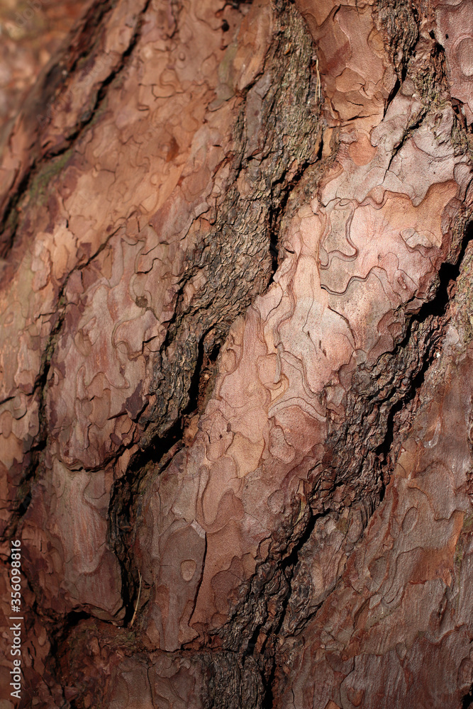 Closeup of texture structure background of a tree bark Closeup of texture structure background of a tree bark