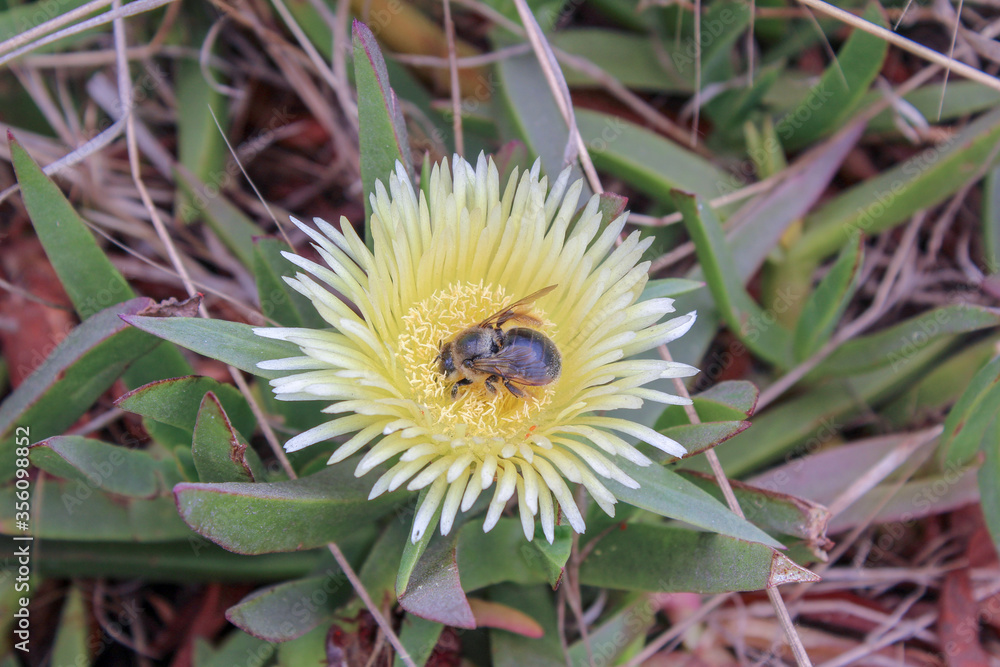bee on a flower