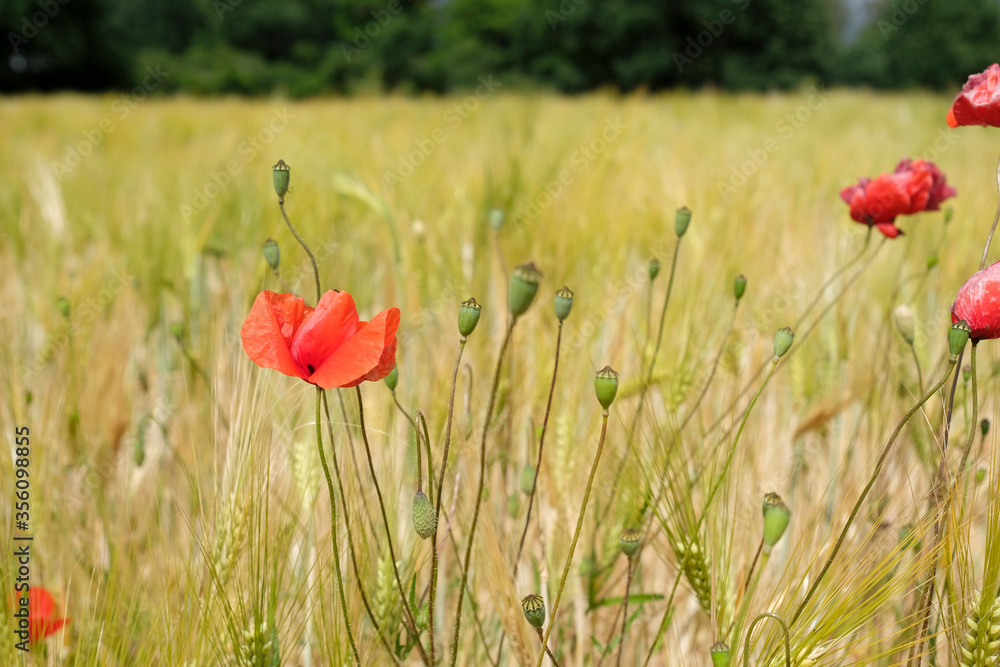 Poppy field in summer
