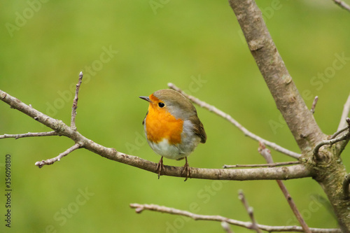 Robin (Erithacus rubecula) © EyeMFlatBoard