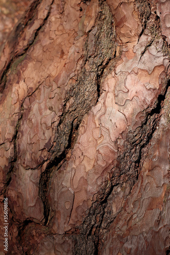 Closeup of texture structure background of a tree bark