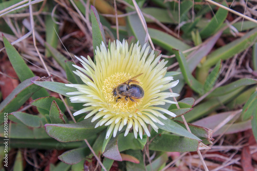 Obraz na płótnie bee on a flower w salonie