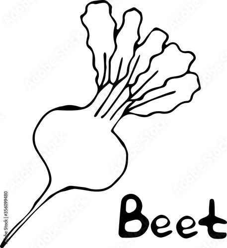 Vector illustration of a beet in the Doodle style, hand-drawn black outline on a white background with the text "Beet". Can be used for paper, textiles, fabrics, books, paper Wallpaper