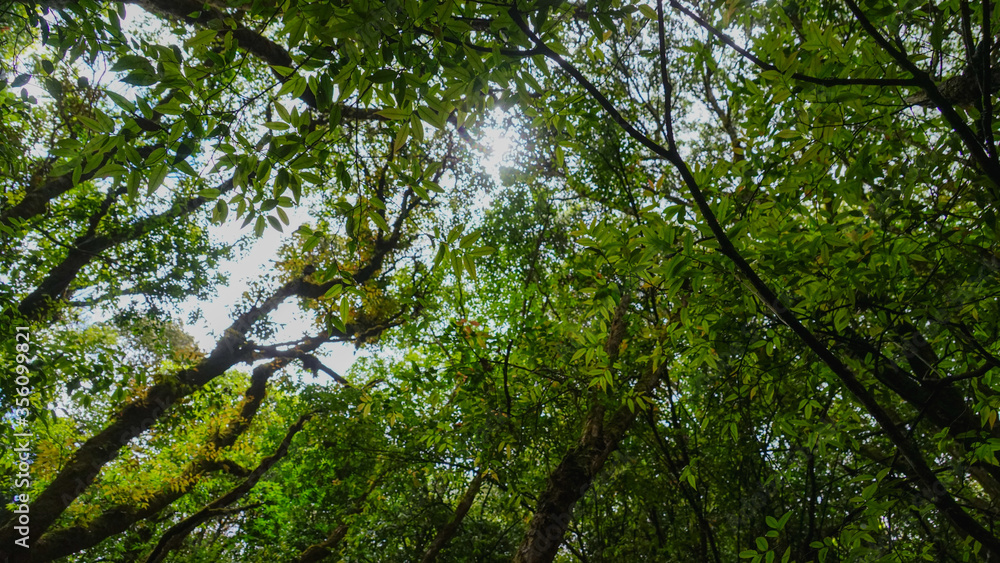 Fototapeta premium green leaves and sun