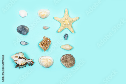 A collection of seashells in the shape of a square on a blue background. View from above.