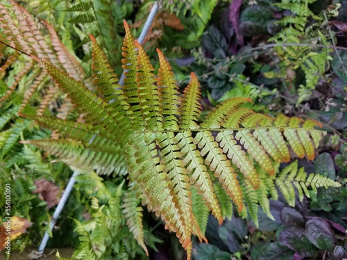 orange and green fern